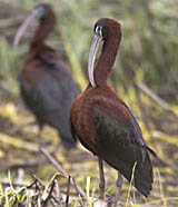 Glossy Ibis _F2B2283 w02-47-061.jpg - 30304 Bytes